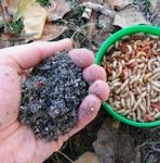 Mi fán terem a method feeder 