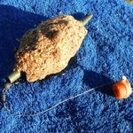 Feeder szerelékek II. - Pontyozó szerelékek 