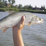 A hónap csalija: Salmo Thrill