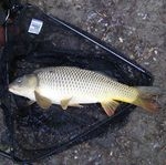 A Fűzvölgyin