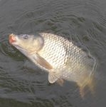 Emlékezés a nyári pontyokra