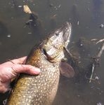 Elkezdődött