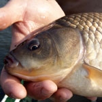 Pickeres kárászozás