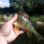 Perch Blade avató sügerek