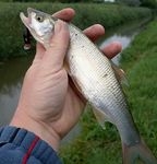 Patakpergetés Salmo wobblerekkel 