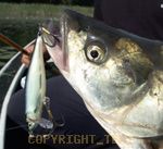 Salmo Thrill, a balinok réme