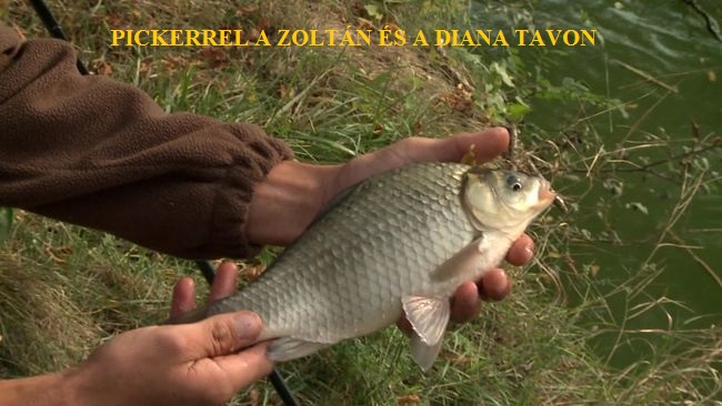 Pickerrel a Zoltán és Diana tavon