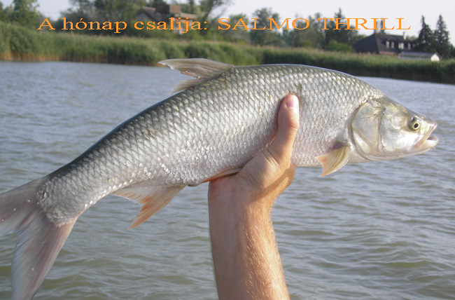 A hónap csalija: Salmo Thrill